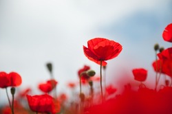 Red poppy flowers against the sky. Shallow depth of field