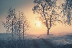 Road in the winter forest at sunrise. Frosted trees in foggy morning. Beautiful winter landscape. South Ural, Russia