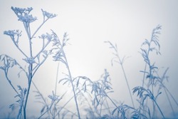 Frost-covered plants on the shore of lake. Macro image, shallow depth of field. Winter nature background