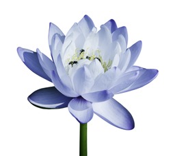 Blue water lily isolated on white background with work path included