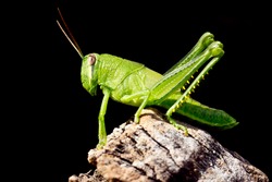  green grasshopper nymph