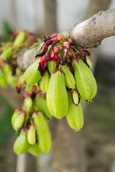 Averrhoa bilimbi a.k.a. Kamias/Cucumber tree/Bilimbi; edible and medicinal frui