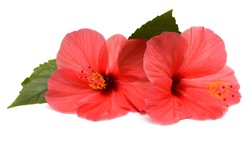 Pink hibiscus flowers with ieaf isolated on white background. Flat lay, top view