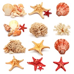 Collection of sea stars, shells and coral isolated on white background