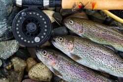 Close up overhead view of three wild trout with fishing fly reel, landing net and assorted flies on wet river bed stones