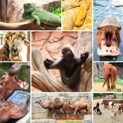 Collage photo of some wild animals in the zoo. at Nakhon Ratchasima city in thailand