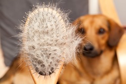 Hairy dog brush, Pet Grooming, Close up, dog in a background