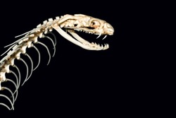 Close up the Skeleton head king cobra snake for pattern bone snake on black background have path