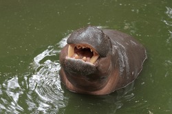Dwarf hippopotamus is the small hippo wildanimal open mouth in water