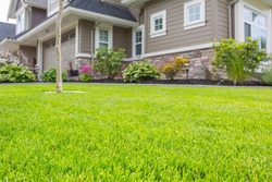 Nicely trimmed front yard with green grass in front of a luxury house. 