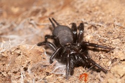 Macrothele calpeiana. Spanish funnel-web spider. it is a protected species of spider. The biggest spider in Europe.