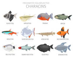 Characins fish. Freshwater aquarium fish icon set flat style isolated on white.  Vector illustration