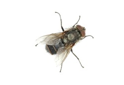 fly isolate on a white