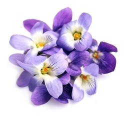 Violets flowers isolated on white backgrounds.