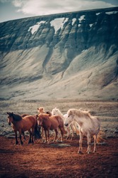 Wild horses in Iceland 