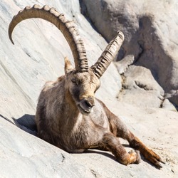 Alpine ibex closeup portrait