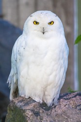 Polar owl male closeup