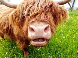 Close up of grass chewing highland cow on a green meadow which tries to look through its head of hair.