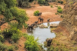Elephants drinking water at the viewpoint Red Rock in the Kruger national park
