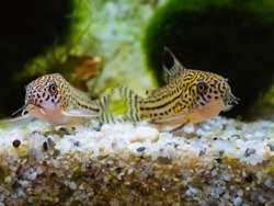 Two small spotted Cory catfish side by side