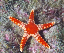 Colorful seastar (Linkia laevigata) clings to a diverse coral reef.