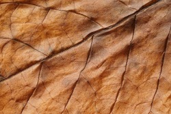 Tobacco. Dried tobacco leave with fine visible structure details
Abstract textured background
Close up with very high-res for backgrounds
Solonaceae, Nicotiana tabacum
