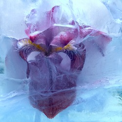 Frozen beautiful   iris flower.  blossomsin the ice cube