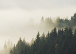 Silhouette of trees in morning fog on mountain