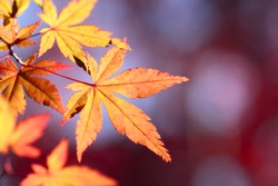 closeup colorful  leaves in autum