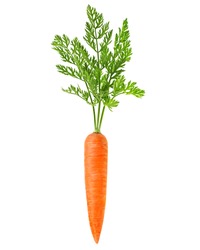 Carrot vegetable with leaves isolated 