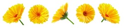 Calendula collection. Calendula flower with leaves isolated on white. Calendula with clipping path
