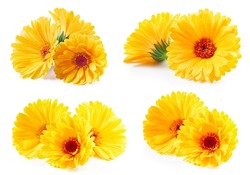 Calendula collection. Calendula flower with leaves isolated on white. Calendula with clipping path