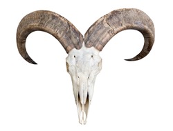 skull of barbary sheep