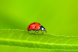 Ladybug sitting on green leaf