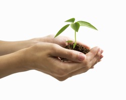 Hand and plant isolated on white background