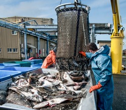 Unloading Fish:  Fresh caught halibut drop from the bottom of a transport basket after being hoisted by crane from a fishing boat at a dock in Alaska.
