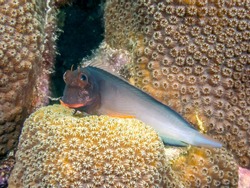 Ophioblennius macclurei, the redlip blenny, is a species of combtooth blenny found in coral reefs