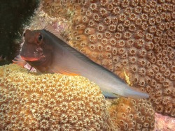 Ophioblennius macclurei, the redlip blenny, is a species of combtooth blenny found in coral reefs