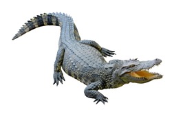 Crocodile looking something with clipping path