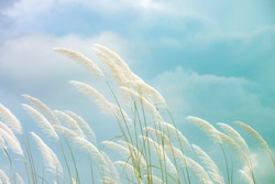reeds grass background in gentle