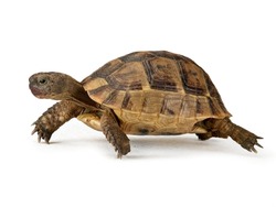 Speedy turtle