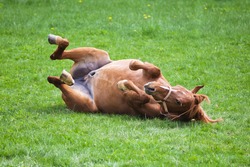 cute horse rolling on the grass