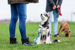 woman with a husky puppy at the puppy school on a dog training field