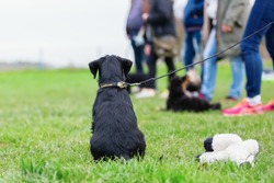 back view of a standard schnauzer puppy who sits during the puppy school on the dog training field