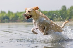 labrador dog runs through the water of a lake