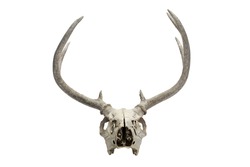 An illustration of an old dry deer skull