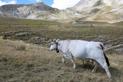 white cow grazing among the mountain prairies with the background of the mountains