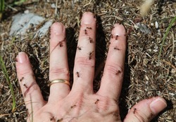 hand of the person covered with ferocious ants that sting to defend their anthill from the attacker