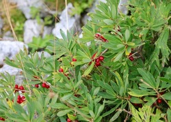 many Red Berries and leaves of daphne mezereum very toxic plant in the Alps