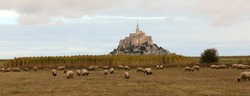 Mont Saint Michel abbey above the hill and flock of sheep grazing in summer without people